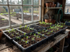 Allotment club seedlings in propagation trays
